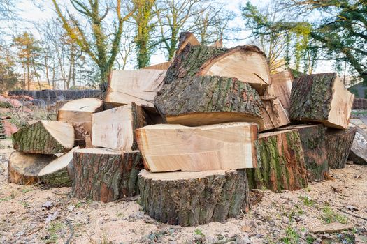 Big oak tree trunks sawn in parts lying as stack together in nature