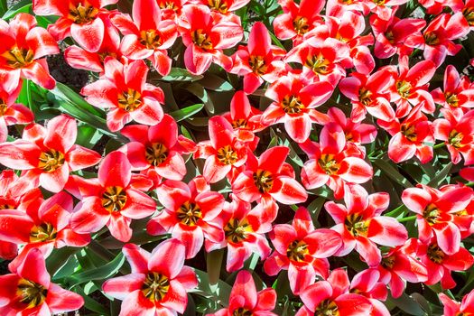 Field of red tulips view from above