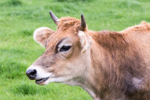 Portrait head of horned brown cow in green meadow