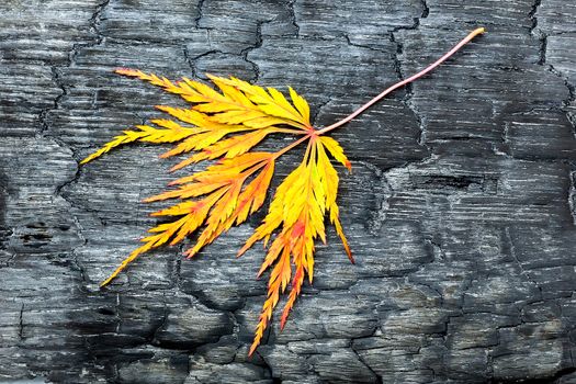 Burnt black wood with yellow autumn leaf