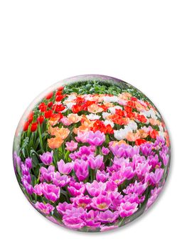 Glass sphere with various colored tulips in Keukenhof Holland isolated on white background