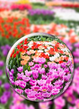 Crystal ball with various tulips in flowers field at Keukenhof Holland