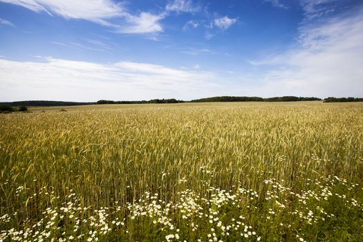   ears of a rye of golden color growing in a field. mature rye