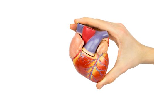 Hand of boy holding artificial human heart model for education in school isolated on white background