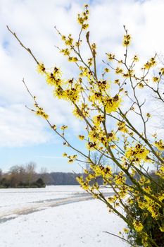 Hamamelis mollis yellow flowers in snow landscape during winter season