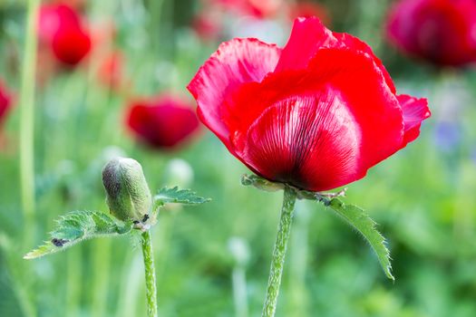 Red corn poppy with flower bud in summer season