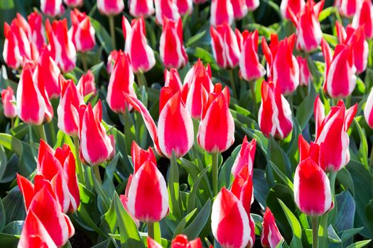 Group of bicolour red-white tulips in Keukenhof Holland