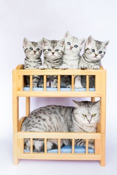 Mother cat with four young cats in bed isolated on white background