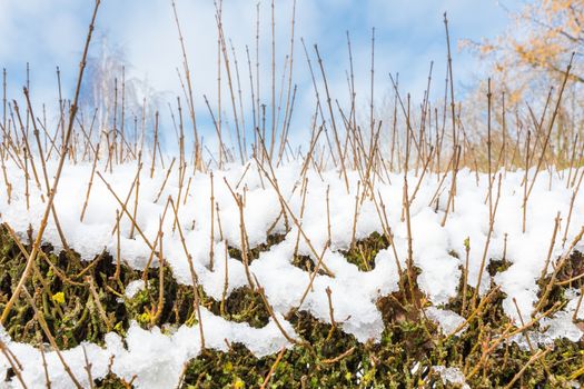 Tall branches of ligustrum in cover of snow during winter season