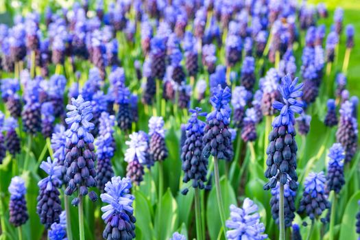 Many blue grape hyacinths with green leaves