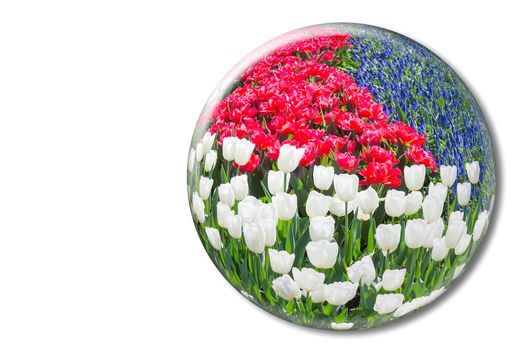 Red white tulips and blue grape hyacinths in glass ball in Keukenhof Holland