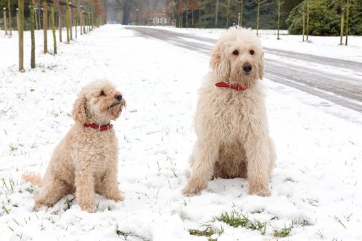 Two pets poodle dogs sitting together in snow during winter season