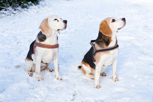 Two hunting dogs sitting together in snow during winter season