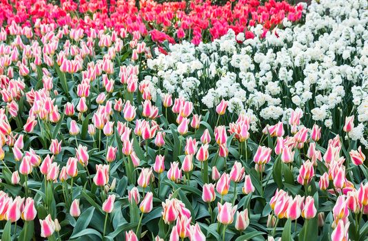 Various red tulips and white daffodils in Keukenhof Holland