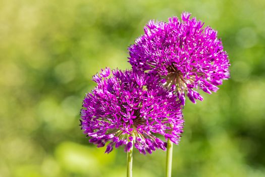 Two purple flowers of ornamental onions together isolated on green background