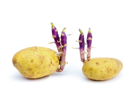 Two potatoes with hairy stems isolated on white background
