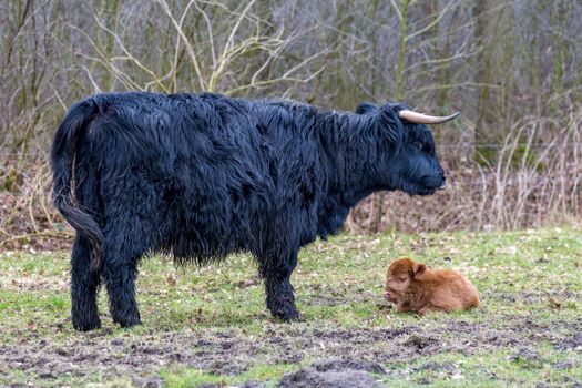 Black mother scottish highlander cow with lying brown calf in spring meadow