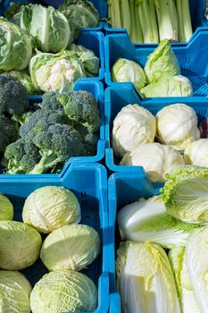 Assortment of green with white cabbages as vegetables in blue crates on market