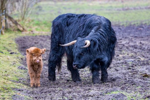 Black mother scottish highlander cow standing near newborn brown bull calf in spring season