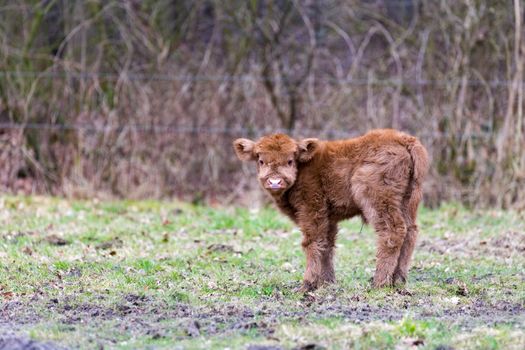 Newborn brown scottish highlander bull calf standing in spring meadow