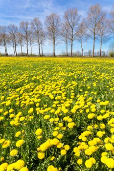 Field of yellow dandelions in green meadow with tree line and blue sky in spring