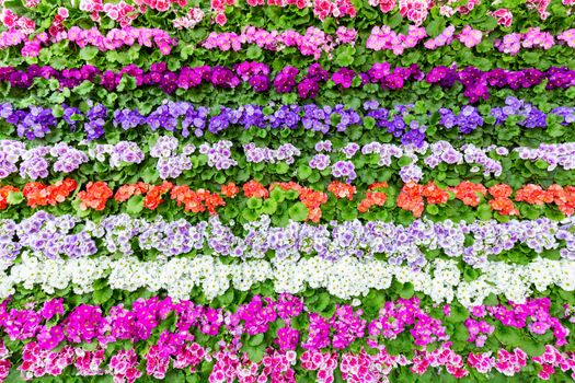 Horizontal rows of flowers with many different colours