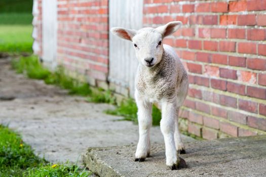 Lamb stands near brick wall in spring season looking at camera