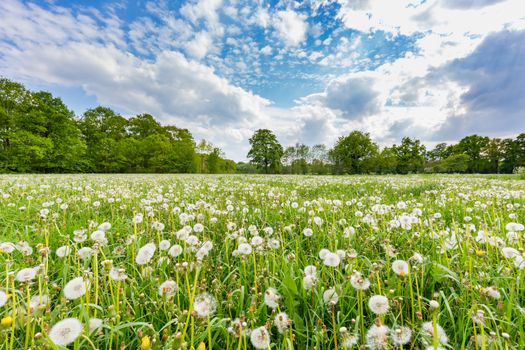 Overblown dandelions in green meadow with blue sky and clouds in summer