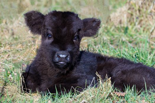 Portrait of newborn black scottish highlander calf lying in grass in spring season