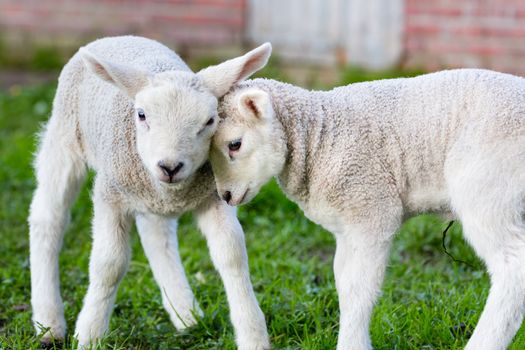 Two hugging and loving white lambs heads together in spring season