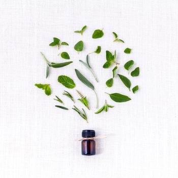 Bottle of essential oil with herb holy basil leaf, rosemary,oregano, sage,basil and mint on white background.