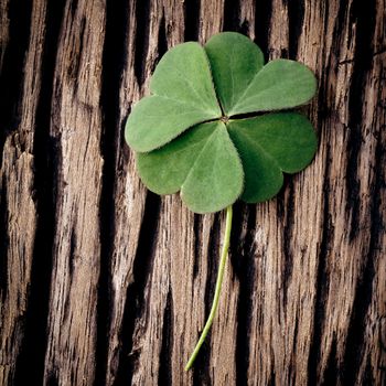 Closeup clover leaf on wooden heart  background.