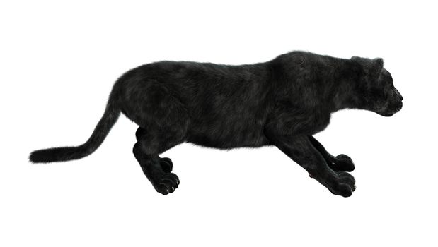 3D digital render of a big cat black panther hunting isolated on white background