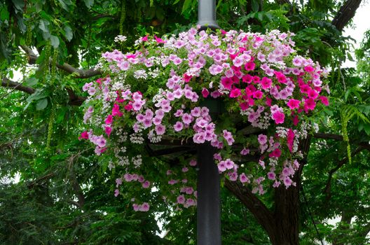 Beautiful petunia flower. Outside basket filled with vibrant pink petunias