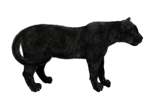 3D digital render of a big cat black panther hunting isolated on white background