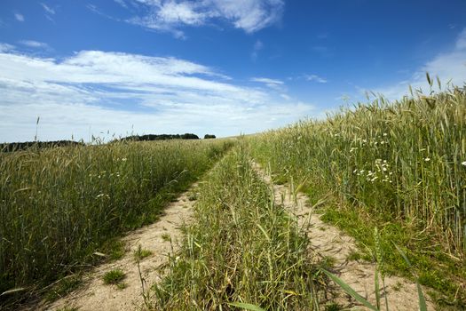   the rural not asphalted road which is passing across the field