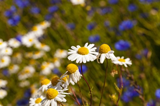   the flowers of a white camomiles photographed by a close up