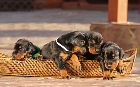 4 doberman puppies in basket, outdoors