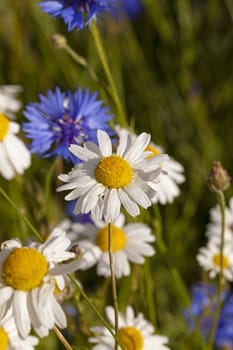   the flowers of a white camomiles photographed by a close up