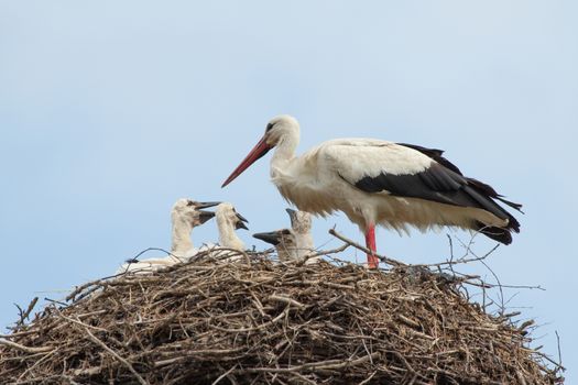 Baby birds of white storks with one of the parents in a nest in the summer