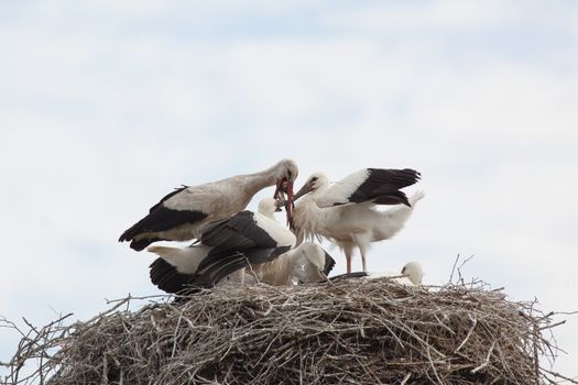 Baby birds of white storks with one of the parents in a nest in the summer