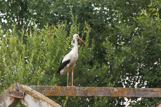 White stork stands on the feet against green bushes