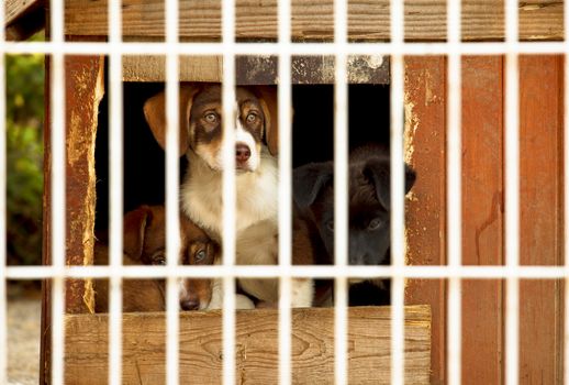 Three little puppies behind bars in a dog shelter. One is sitting, two are lying on the floor of a small doggie house.