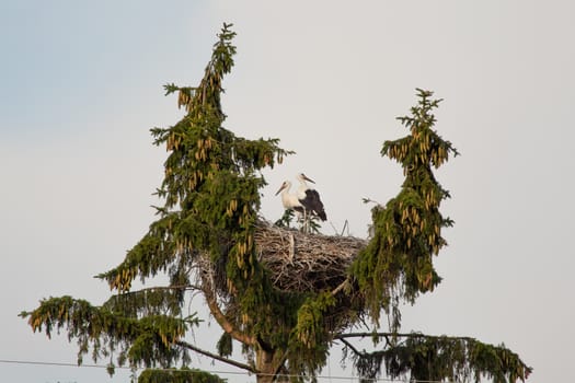 Couple of white storks in a nest on the doubled fir-tree