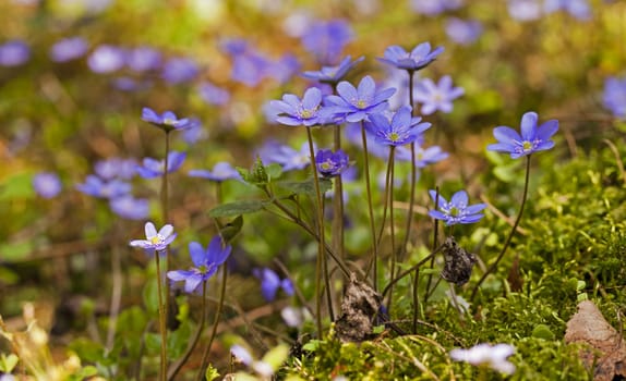   violet flowers the glades growing in the territory of the wood