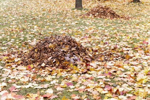  the autumn foliage which fell from trees and collected in heaps