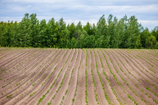 Spring Landscape with Plowed Field on the Background of Beautiful Clouds and Blue Sky. Ploughed Soil. Agriculture Concept. Copy Space