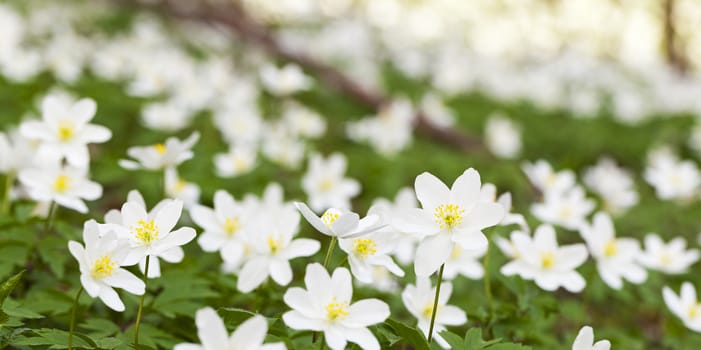   flowers the glades growing in the territory of the wood