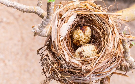 A nest filled with bird eggs in the branches of a tree.