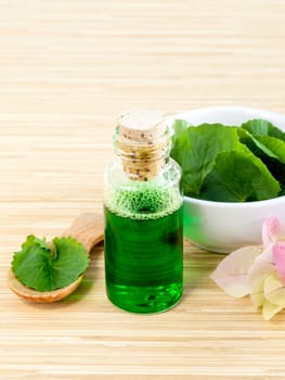 Natural Spa Ingredients . - Centella asiatica  Urban, Asiatic Pennywort  for skin care.